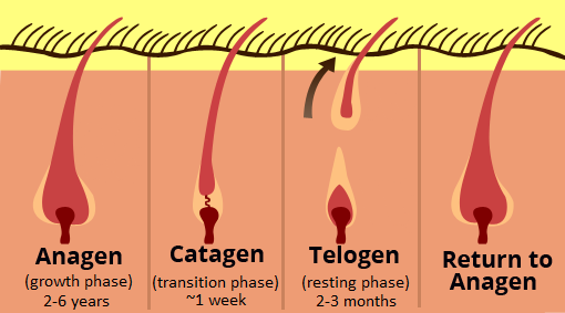 the-hair-growth-cycle-and testosterone
